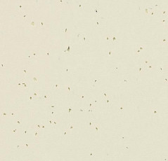 Линолеум Forbo Sphera Energetic 50208 almond фото 1 | FLOORDEALER